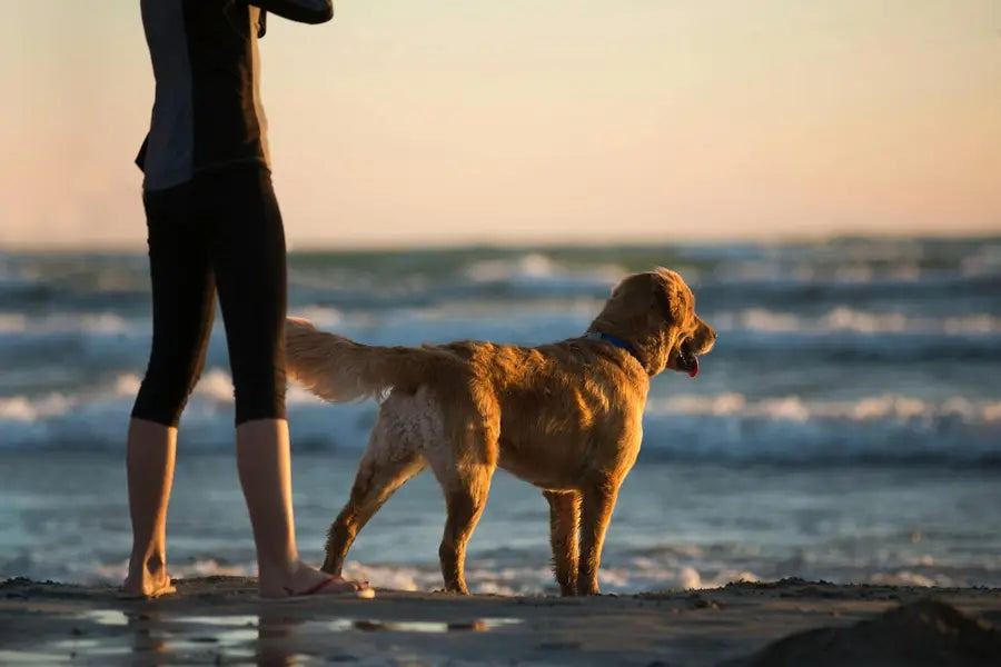 10 Consigli Utili per Portare il Cane in Spiaggia in Sicurezza (Guida Estate 2025)