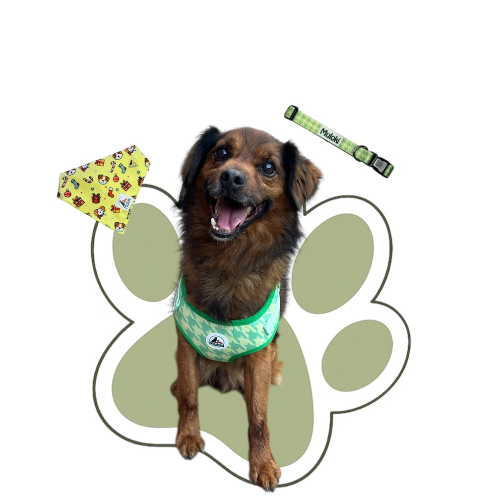 Collezione accessori muloki - pettorina, collare e altri accessori per la passeggiata